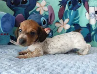 Waffles, a male Miniature Dachshund for sale in Saint Mary, MO – 2 of 6