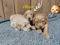 Oliver, a male Golden Retriever for sale in Saint Mary, MO – 5 of 5