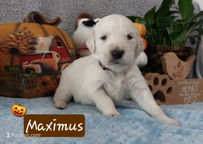 Maximus – English Cream Golden Retriever puppy for sale in Saint Mary, MO
