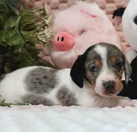 Muffin, a female Miniature Dachshund for sale in Saint Mary, MO – 7 of 10