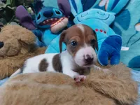 Biscuit, a male Miniature Dachshund for sale in Saint Mary, MO – 5 of 8
