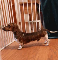 Muffin, a female Miniature Dachshund for sale in Saint Mary, MO – 10 of 10