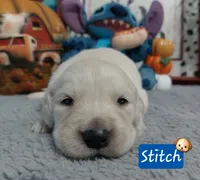 Stitch, a male Golden Retriever for sale in Saint Mary, MO – 4 of 9
