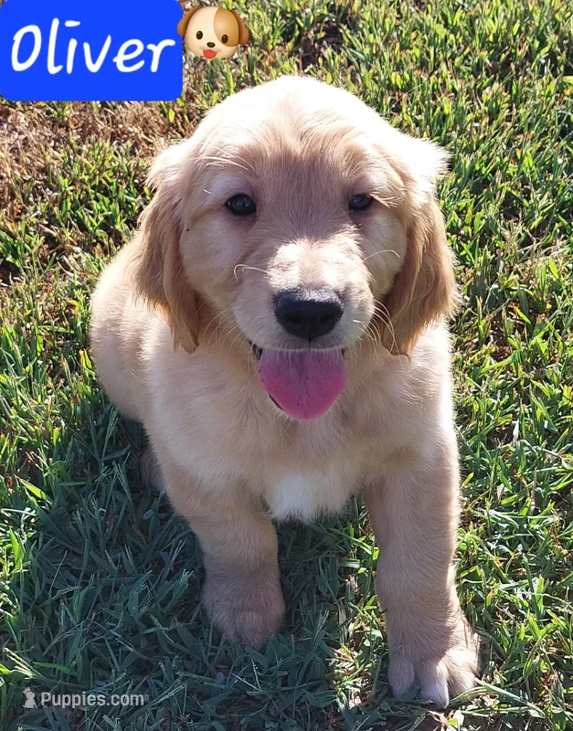 Oliver – Golden Retriever puppy for sale in Saint Mary, MO