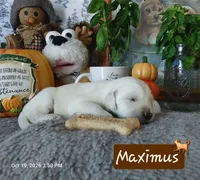 Maximus, a male Golden Retriever for sale in Saint Mary, MO – 3 of 8