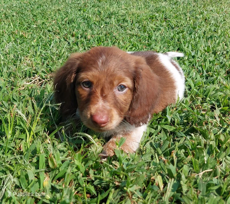 Badger – Miniature Dachshund puppy for sale in Saint Mary, MO