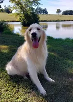 Stitch, a male English Cream Golden Retriever for sale in Saint Mary, MO – 10 of 10