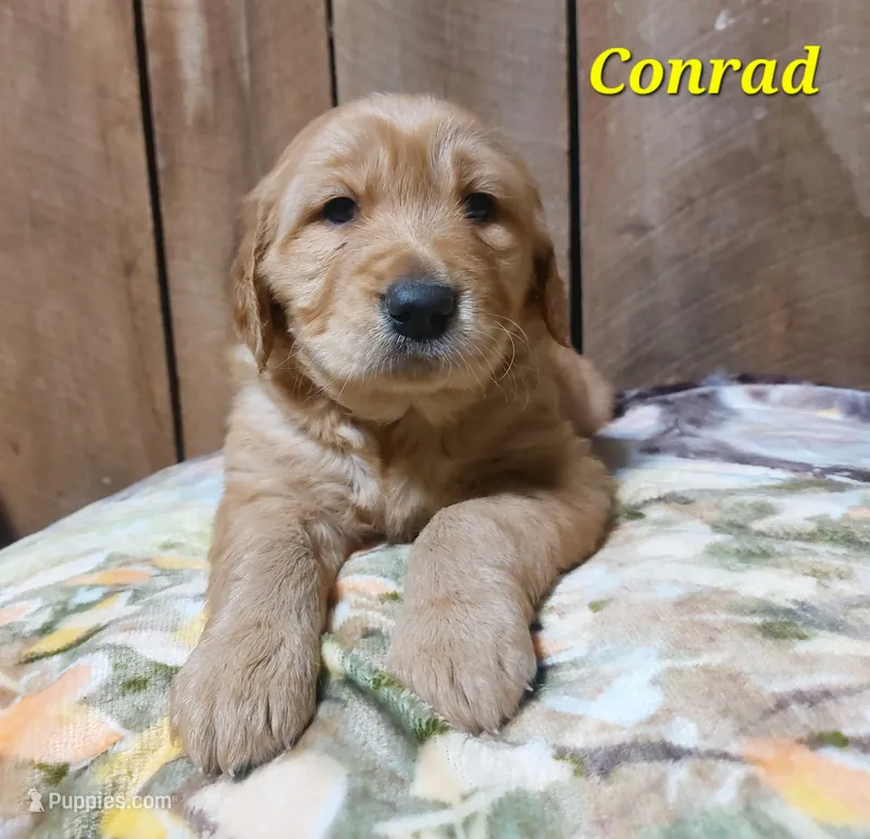 Conrad – Golden Retriever puppy for sale in Saint Mary, MO