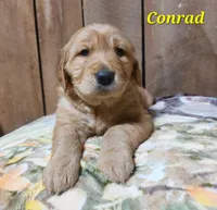 Conrad, a male Golden Retriever for sale in Saint Mary, MO – 1 of 4