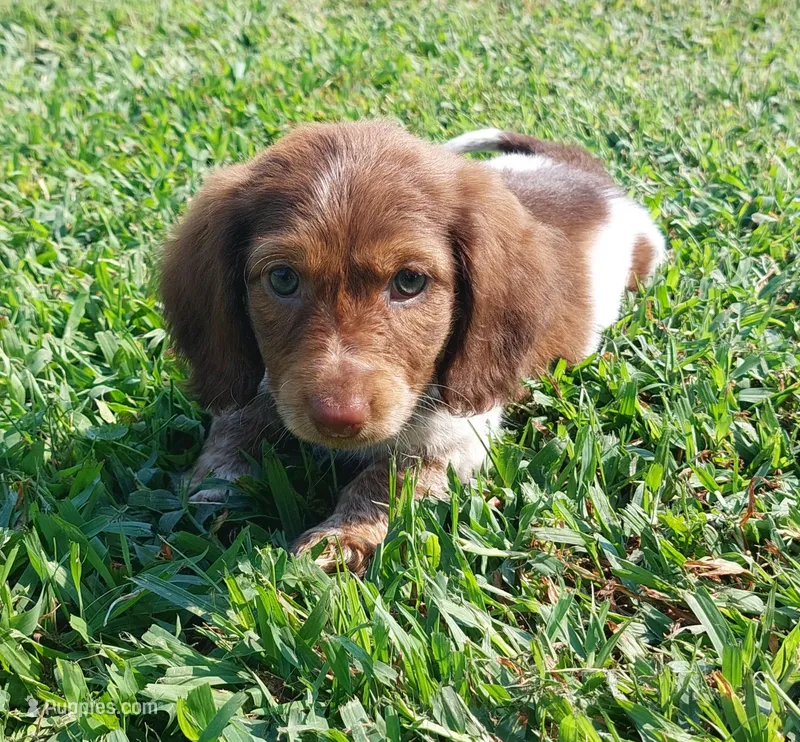 Badger – Miniature Dachshund puppy for sale in Saint Mary, MO