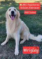 Maximus, a male English Cream Golden Retriever for sale in Saint Mary, MO – 6 of 6