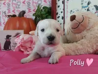Polly, a female Golden Retriever for sale in Saint Mary, MO – 5 of 6