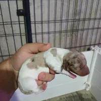 Mocha, a female Miniature Dachshund for sale in Saint Mary, MO – 6 of 6