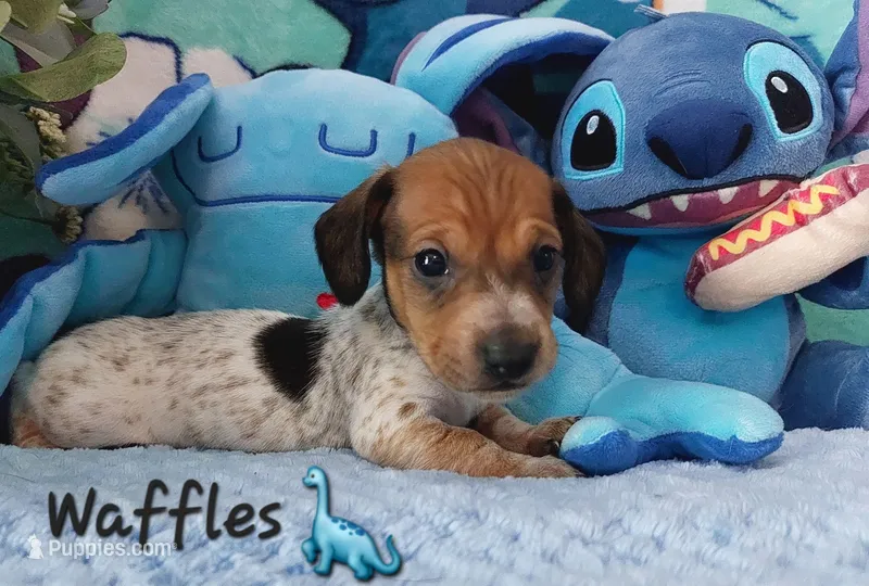 Waffles – Miniature Dachshund puppy for sale in Saint Mary, MO