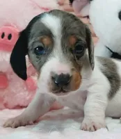Muffin, a female Miniature Dachshund for sale in Saint Mary, MO – 4 of 10