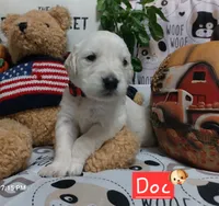 Doc, a male English Cream Golden Retriever for sale in Saint Mary, MO – 2 of 10