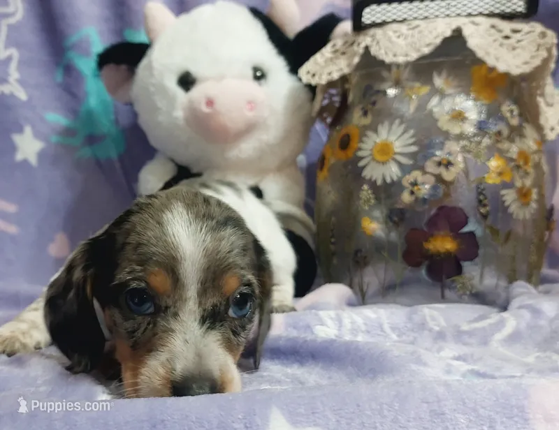 Little ann – Miniature Dachshund puppy for sale in Saint Mary, MO