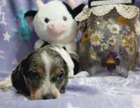 Little ann, a female Miniature Dachshund for sale in Saint Mary, MO – 1 of 4