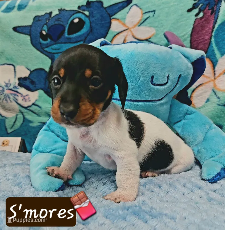 S'mores – Miniature Dachshund puppy for sale in Saint Mary, MO