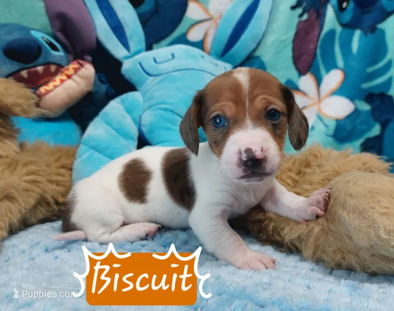 Biscuit – Miniature Dachshund puppy for sale in Saint Mary, MO
