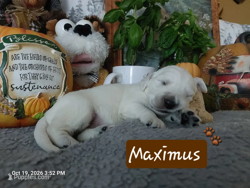 Maximus, a male English Cream Golden Retriever for sale in Saint Mary, MO – 1 of 6