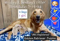 Basil, a female Golden Retriever for sale in Saint Mary, MO – 6 of 6