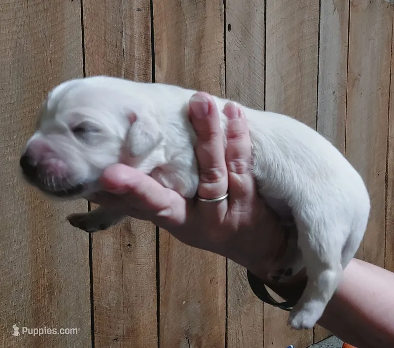 Charlie – English Cream Golden Retriever puppy for sale in Saint Mary, MO