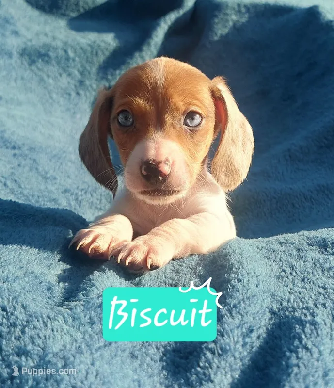 Biscuit – Miniature Dachshund puppy for sale in Saint Mary, MO