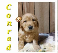 Conrad, a male Golden Retriever for sale in Saint Mary, MO – 4 of 4