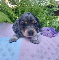 Maggie , a female Miniature Dachshund for sale in Saint Mary, MO – 4 of 7
