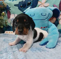 S'mores, a male Miniature Dachshund for sale in Saint Mary, MO – 4 of 8