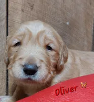 Oliver, a male Golden Retriever for sale in Saint Mary, MO – 2 of 5
