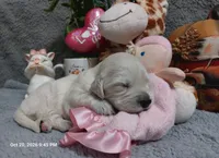 Ginger, a female English Cream Golden Retriever for sale in Saint Mary, MO – 2 of 8