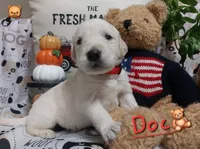 Doc, a male English Cream Golden Retriever for sale in Saint Mary, MO – 3 of 10