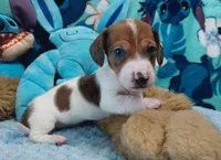 Biscuit, a male Miniature Dachshund for sale in Saint Mary, MO – 2 of 8
