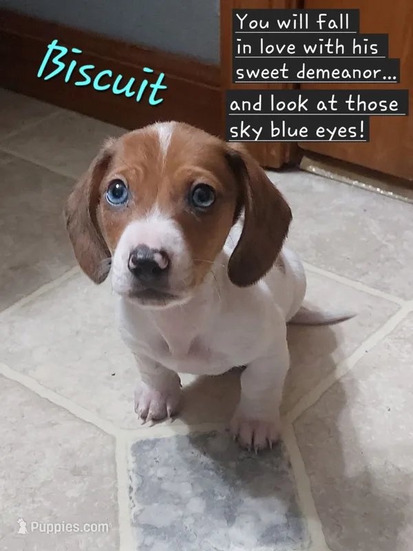 Biscuit – Miniature Dachshund puppy for sale in Saint Mary, MO