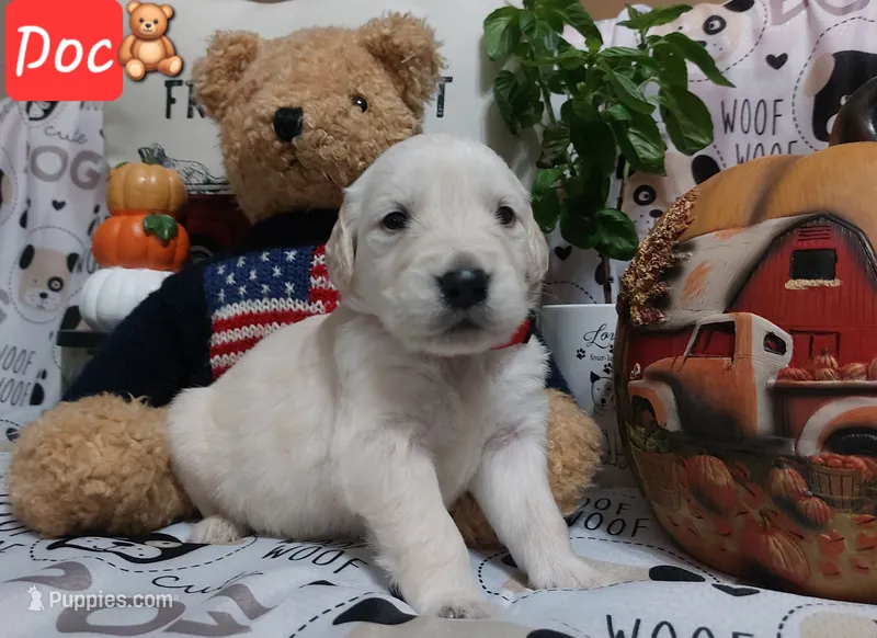 Doc – English Cream Golden Retriever puppy for sale in Saint Mary, MO