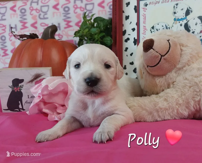 Polly – English Cream Golden Retriever puppy for sale in Saint Mary, MO