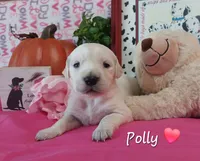 Polly, a female English Cream Golden Retriever for sale in Saint Mary, MO – 1 of 9
