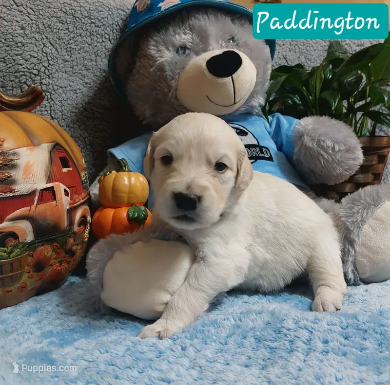Paddington – English Cream Golden Retriever puppy for sale in Saint Mary, MO