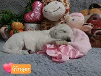 Ginger, a female English Cream Golden Retriever for sale in Saint Mary, MO – 1 of 8