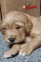 Conrad, a male Golden Retriever for sale in Saint Mary, MO – 3 of 4