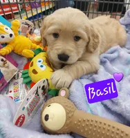 Basil, a female Golden Retriever for sale in Saint Mary, MO – 2 of 6