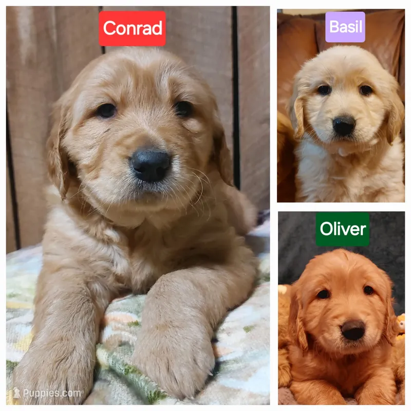 Oliver – Golden Retriever puppy for sale in Saint Mary, MO