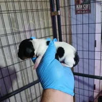 S'mores, a male Miniature Dachshund for sale in Saint Mary, MO – 8 of 8