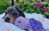 Maggie , a female Miniature Dachshund for sale in Saint Mary, MO – 5 of 7
