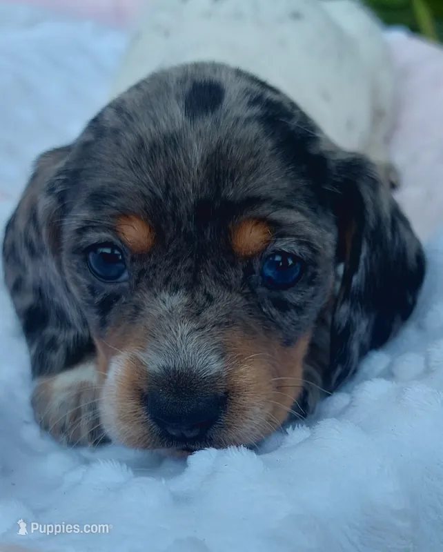 Maggie  – Miniature Dachshund puppy for sale in Saint Mary, MO