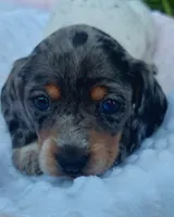Maggie , a female Miniature Dachshund for sale in Saint Mary, MO – 1 of 7