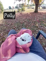 Polly, a female English Cream Golden Retriever for sale in Saint Mary, MO – 8 of 9