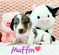 Muffin, a female Miniature Dachshund for sale in Saint Mary, MO – 1 of 10